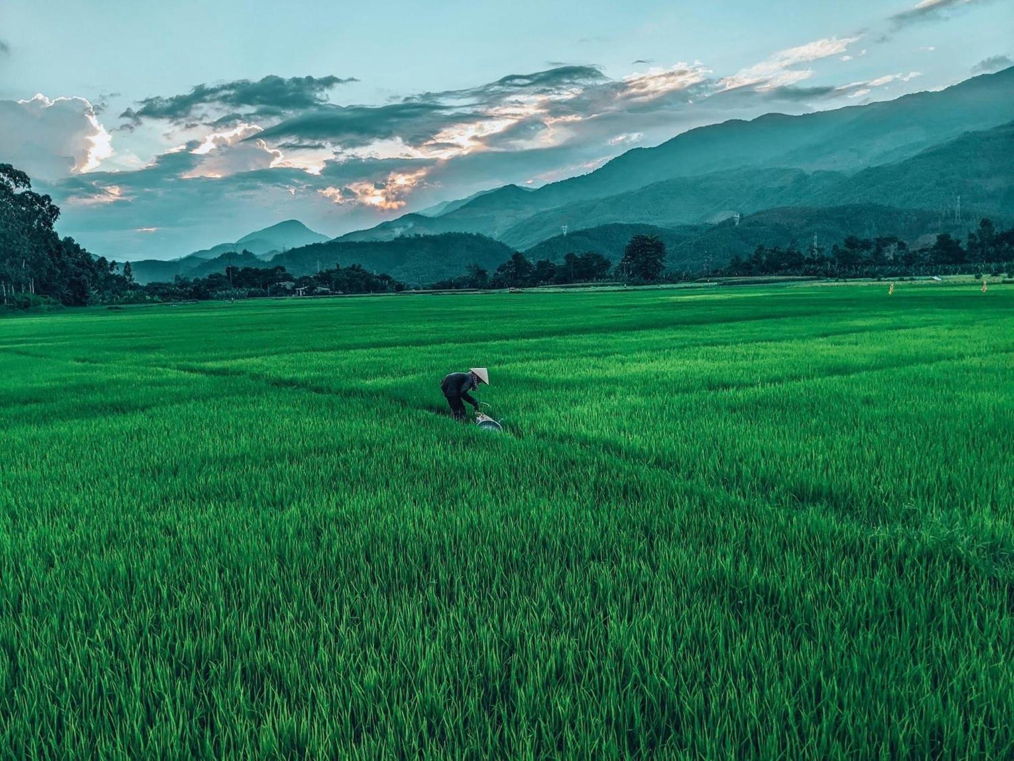 Hoi An Paddy House Homestay Buitenkant foto